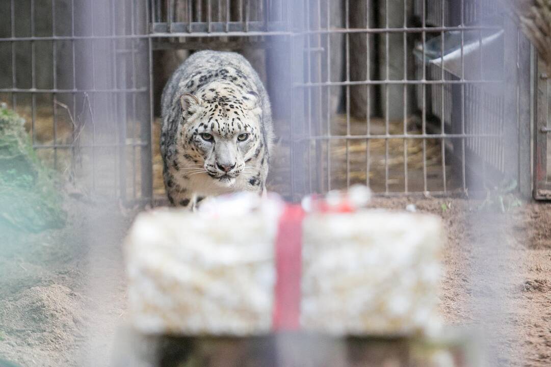 Gyvūnų Kalėdos zoologijos sode