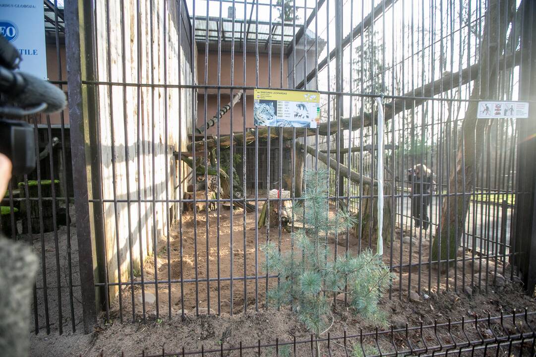 Gyvūnų Kalėdos zoologijos sode