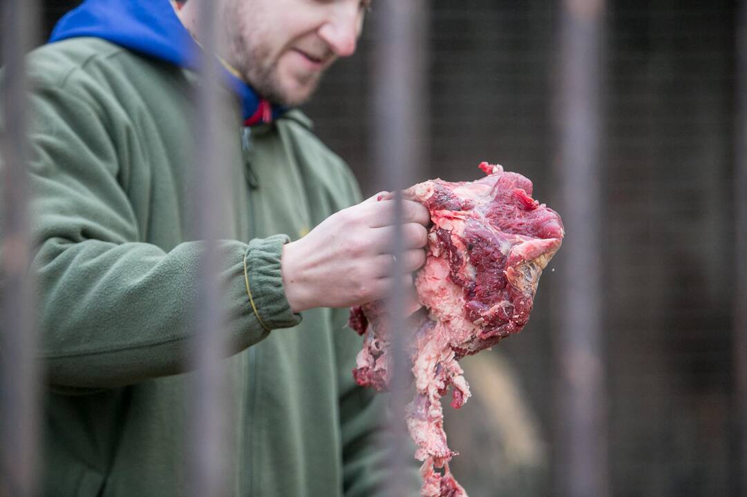 Gyvūnų Kalėdos zoologijos sode