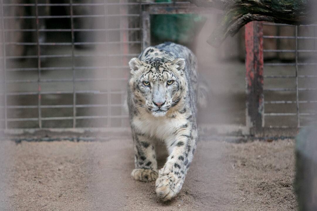 Gyvūnų Kalėdos zoologijos sode