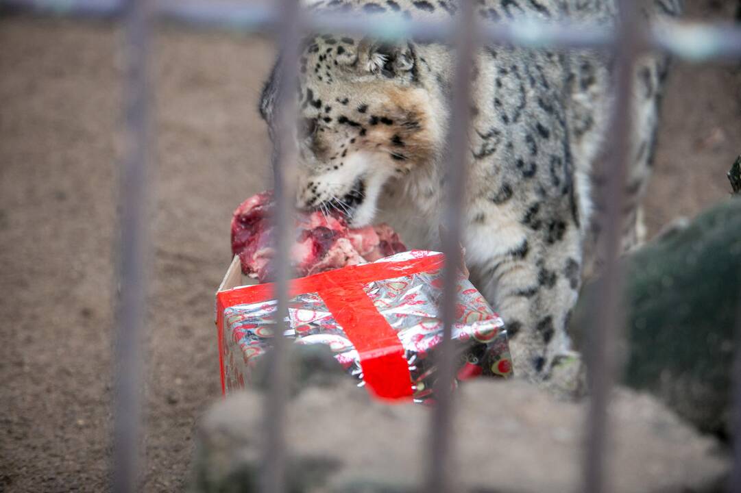 Gyvūnų Kalėdos zoologijos sode