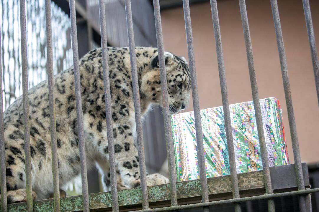 Gyvūnų Kalėdos zoologijos sode