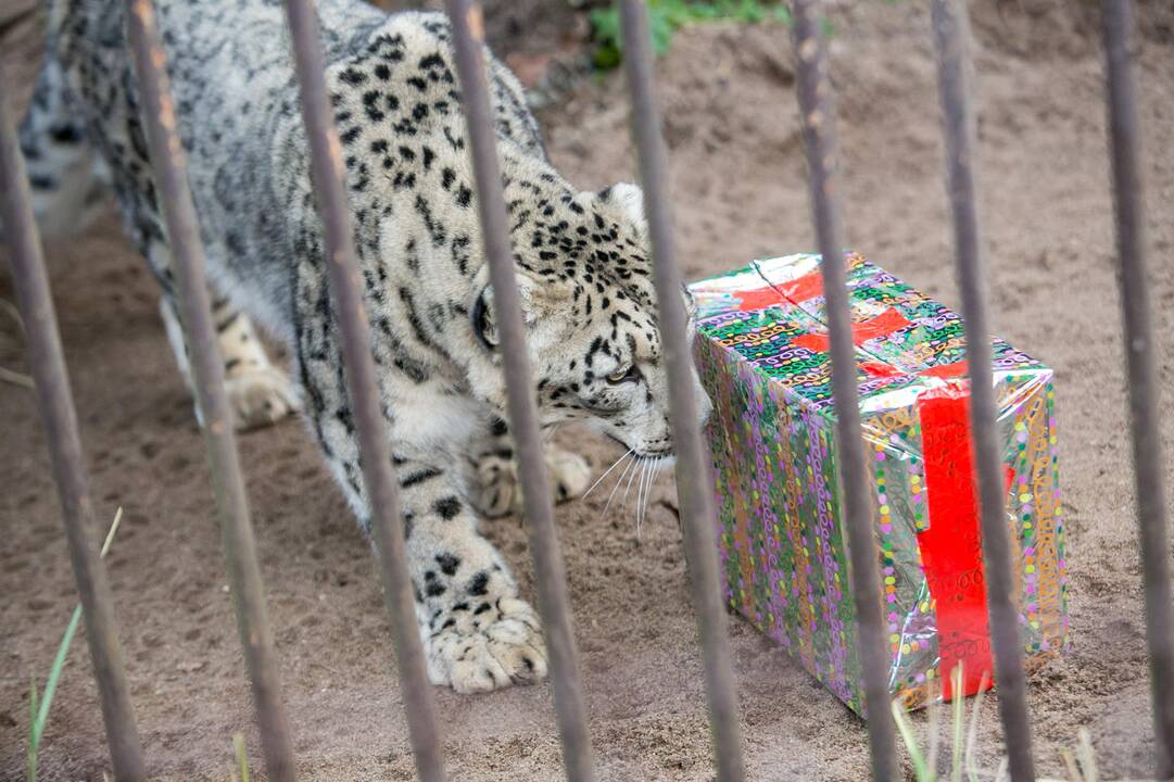 Gyvūnų Kalėdos zoologijos sode