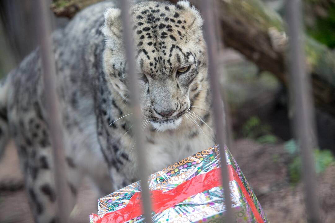 Gyvūnų Kalėdos zoologijos sode