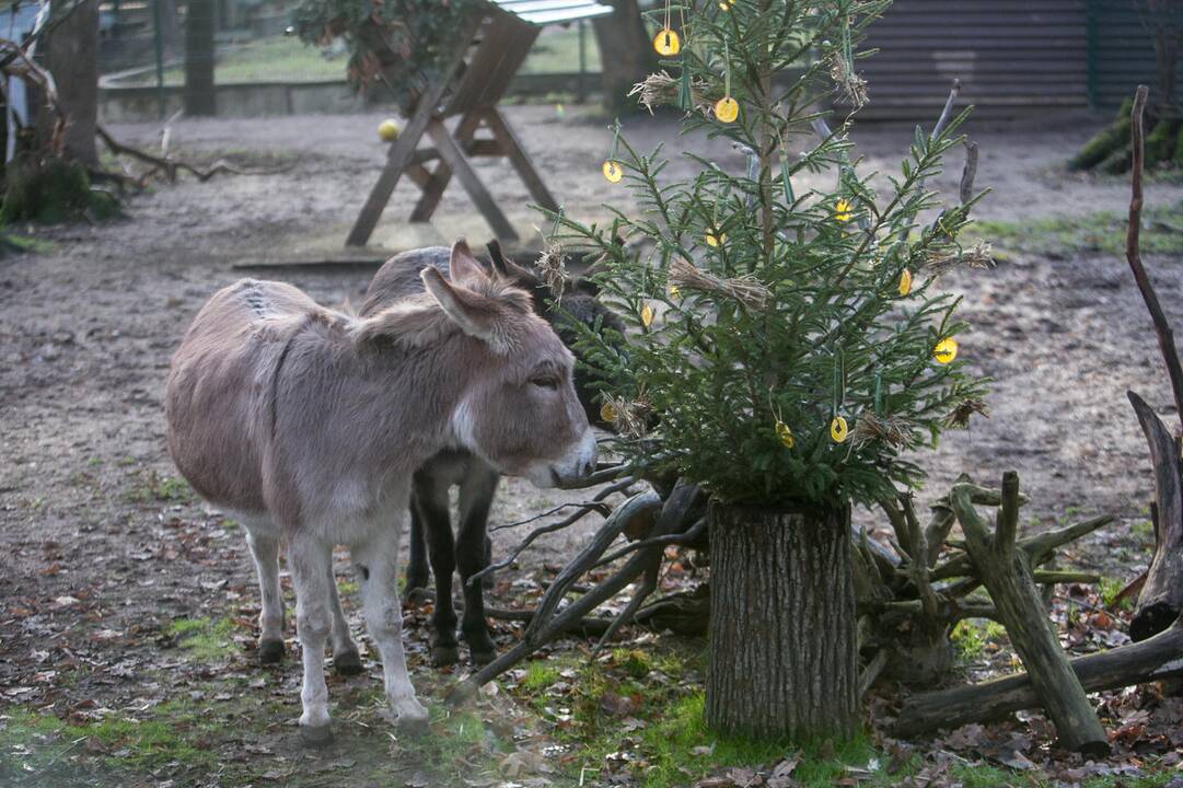 Gyvūnų Kalėdos zoologijos sode