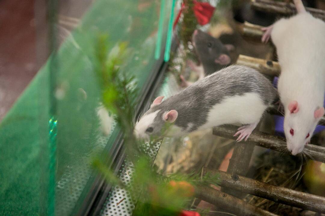 Gyvūnų Kalėdos zoologijos sode