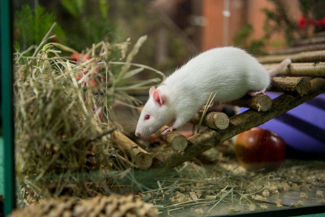 Gyvūnų Kalėdos zoologijos sode