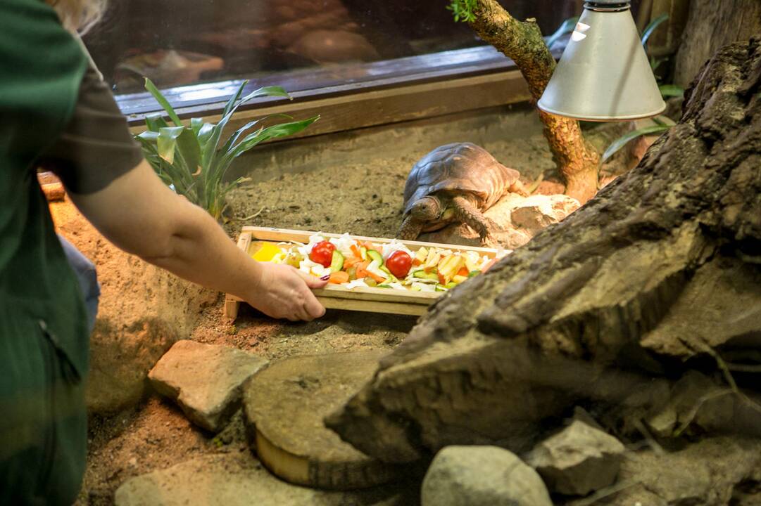 Gyvūnų Kalėdos zoologijos sode