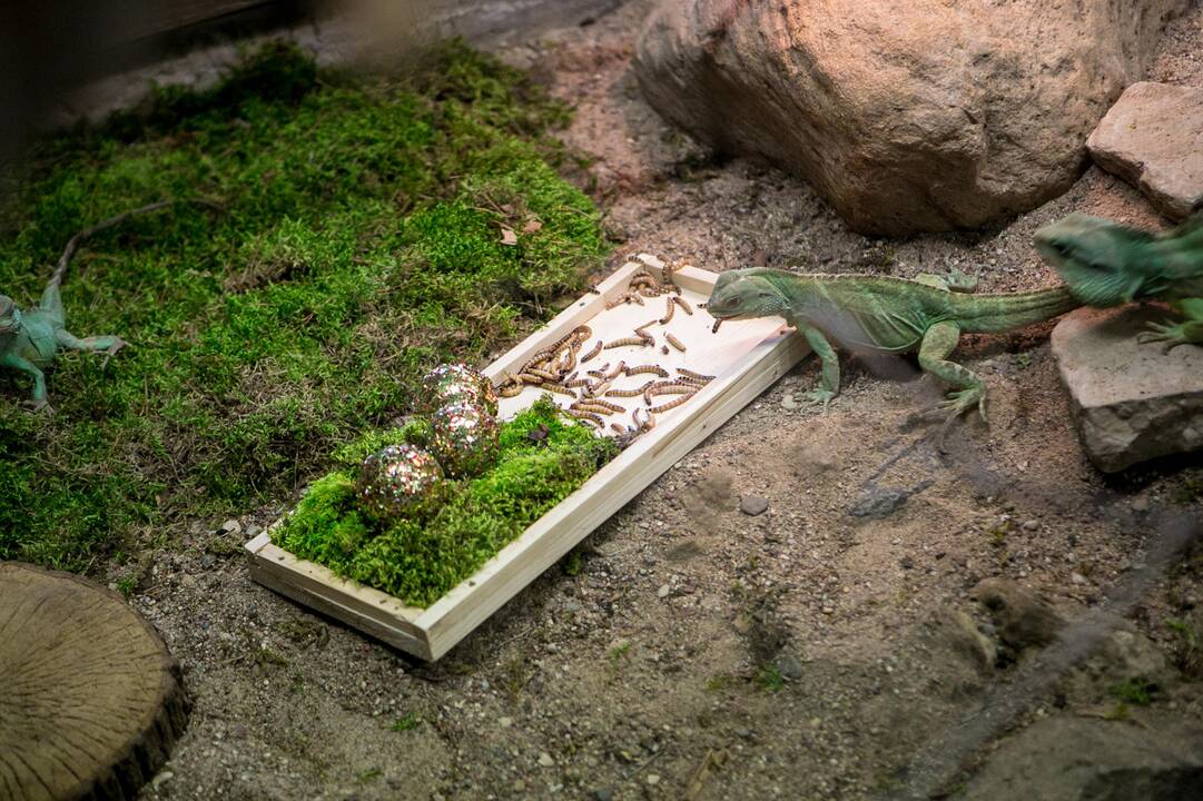 Gyvūnų Kalėdos zoologijos sode