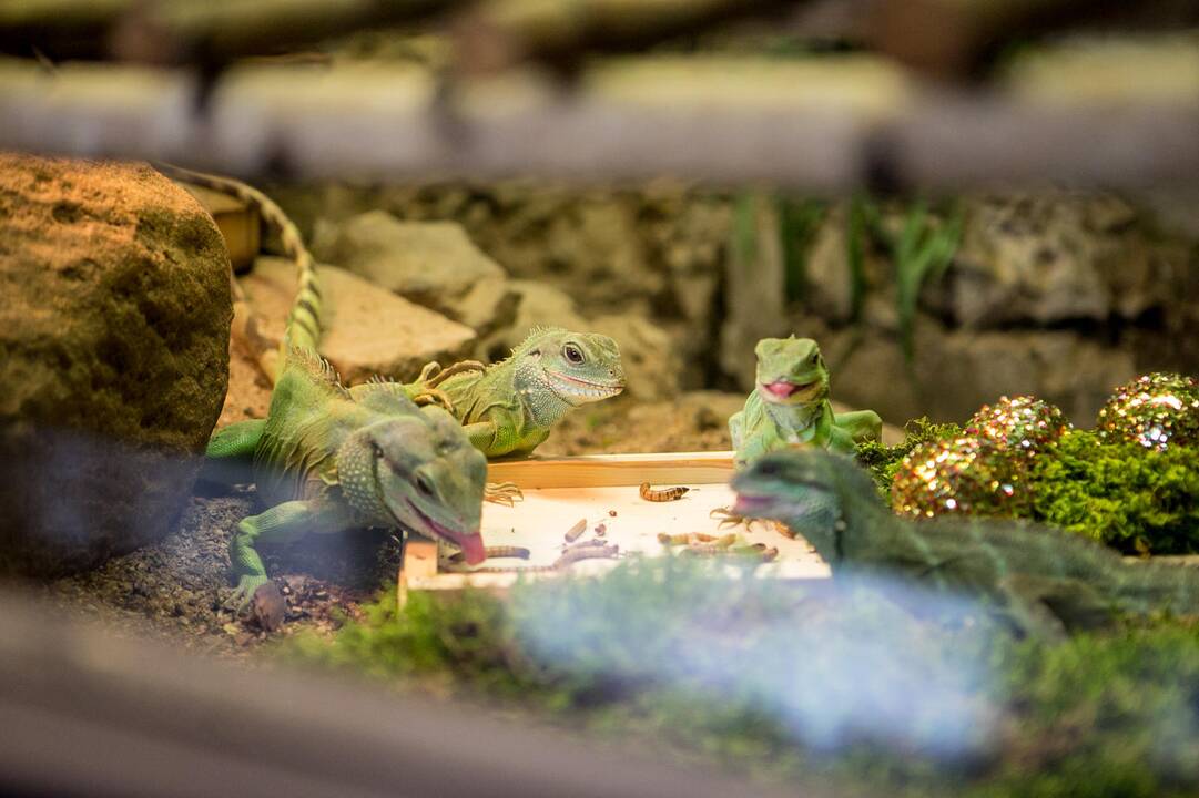 Gyvūnų Kalėdos zoologijos sode
