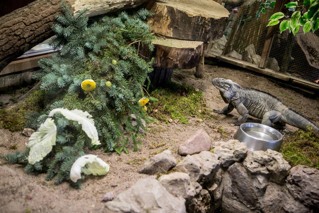 Gyvūnų Kalėdos zoologijos sode