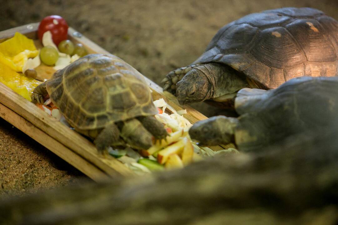Gyvūnų Kalėdos zoologijos sode