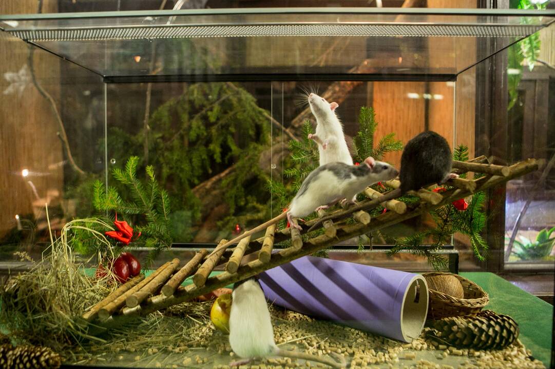 Gyvūnų Kalėdos zoologijos sode