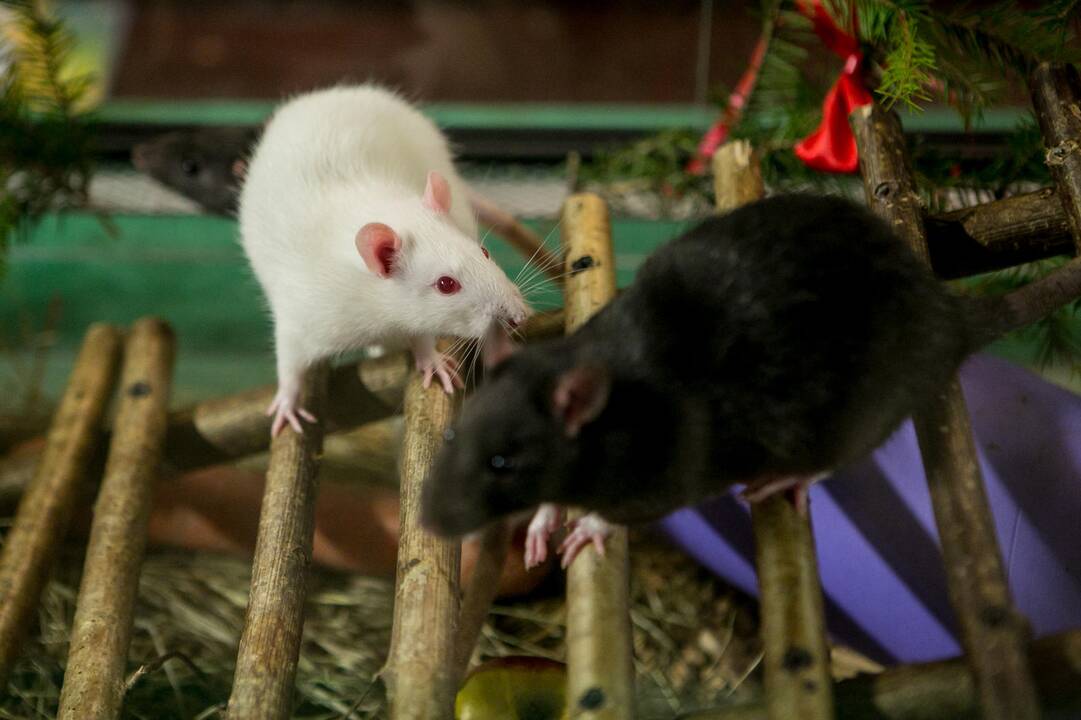 Gyvūnų Kalėdos zoologijos sode
