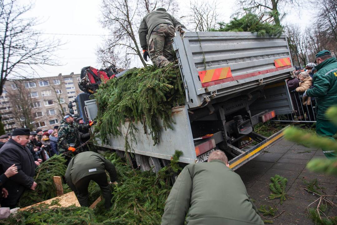 Grumtynės dėl gražesnių eglišakių