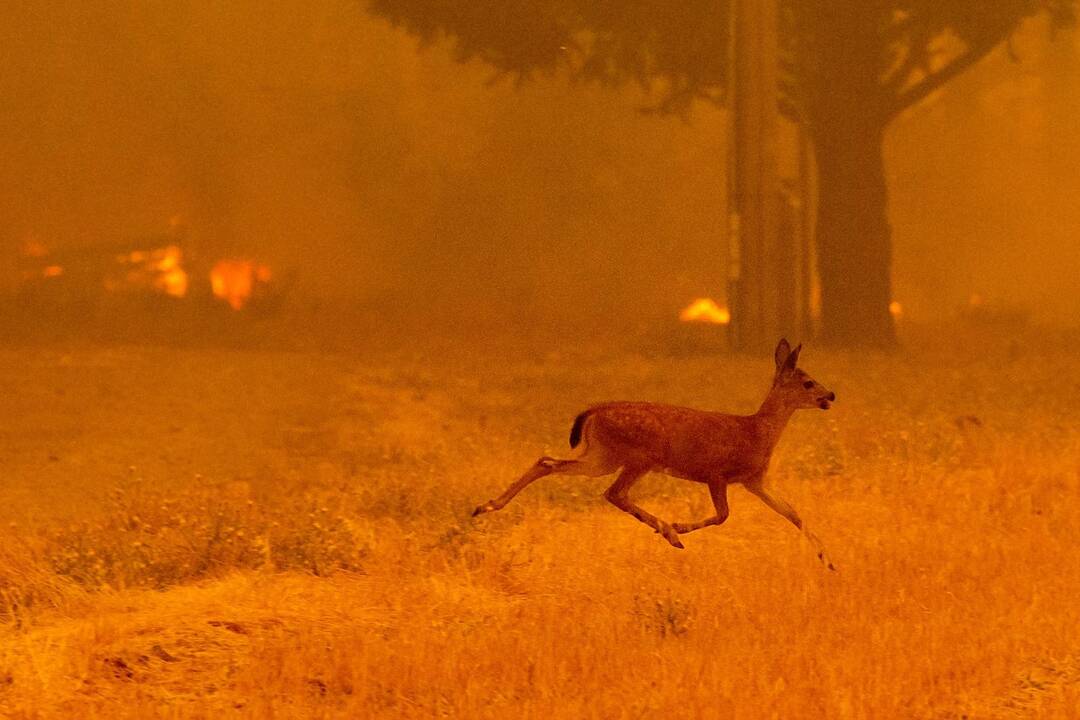 Kalifornijoje siaučia miškų gaisrai