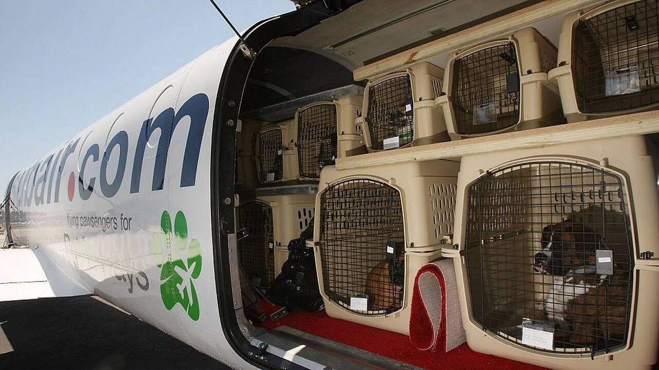 Norite keliauti su augintiniu – kelionę reikės planuoti iš anksto