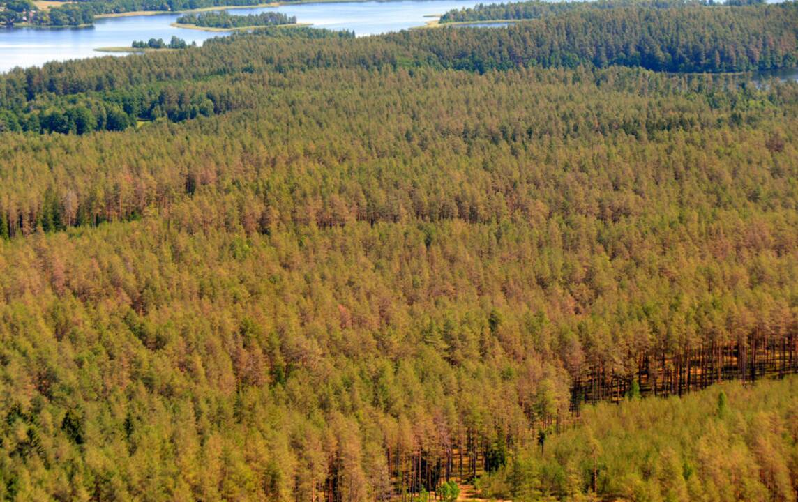 Ignalinos rajone 1,2 tūkst. hektarų plote išplito pušų kenkėjo pušinio pjūklelio židinys
