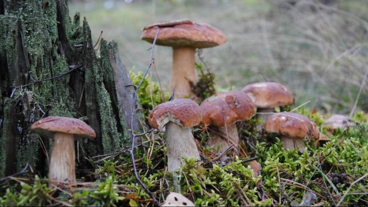 Lenkiškuose baravykuose – nuodingų grybų pėdsakai
