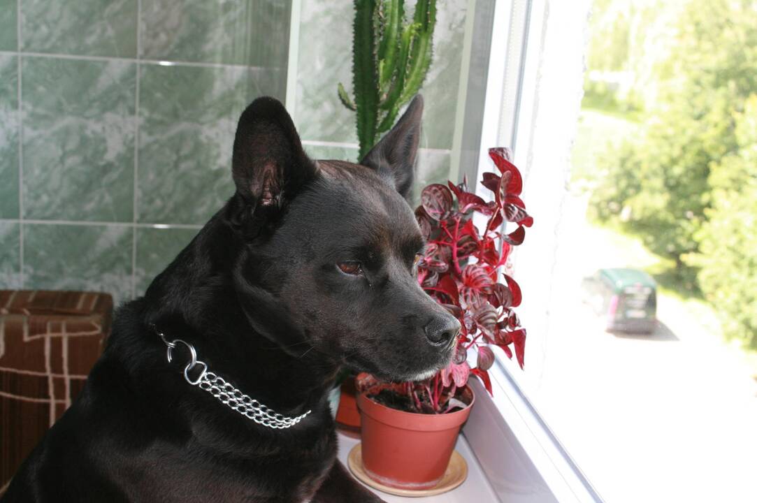 Kodėl šunis verta vesti į zoologijos sodą?