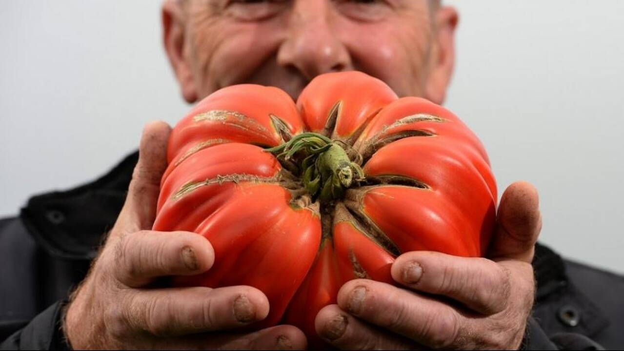 Ar saugu valgyti itin didelius pomidorus?