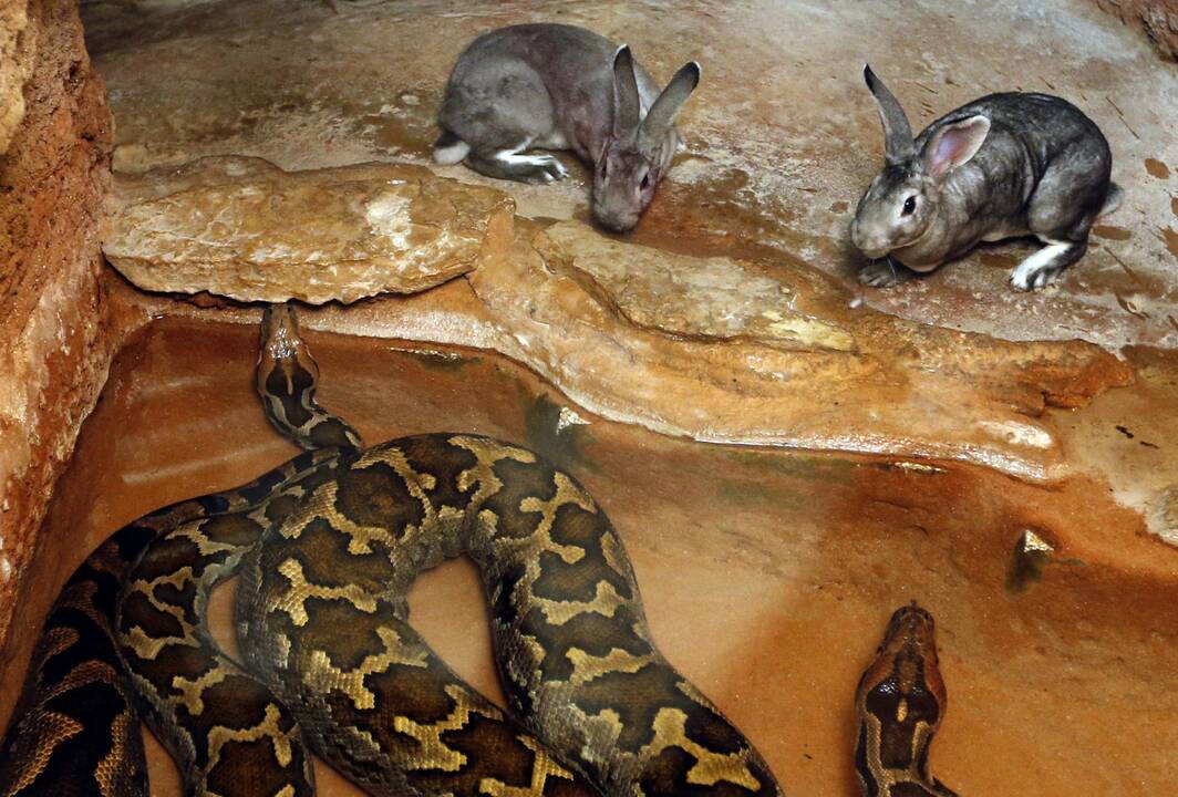 Gyvūnai maitinami zoologijos sode Prancūzijoje