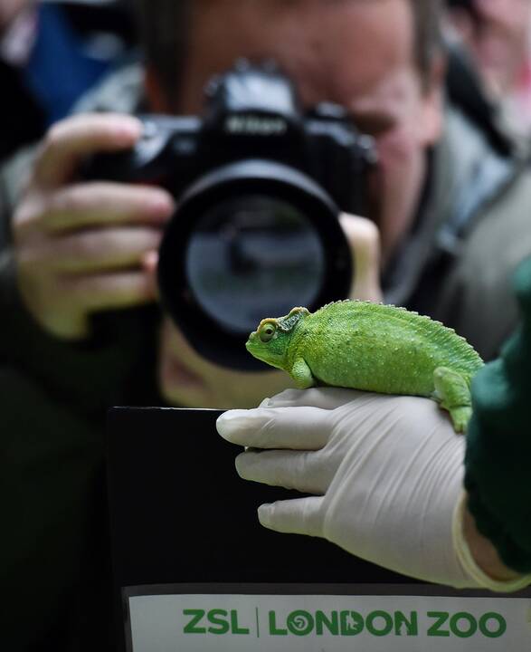 Londono zoologijos sodo gyvūnai