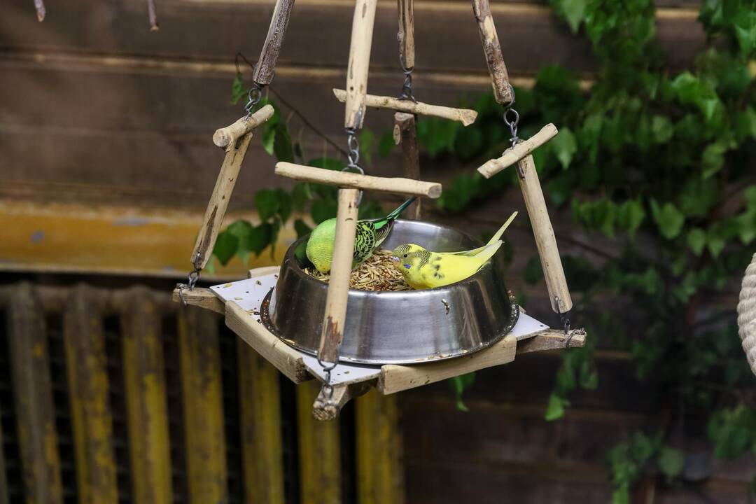 Zoologijos sodo sparnuočiai