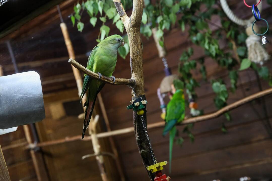 Zoologijos sodo sparnuočiai