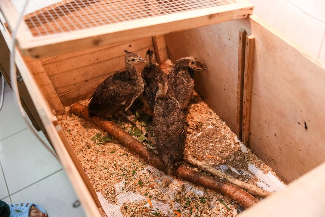 Zoologijos sodo sparnuočiai