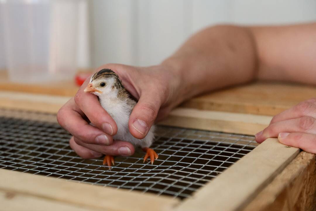 Zoologijos sodo sparnuočiai
