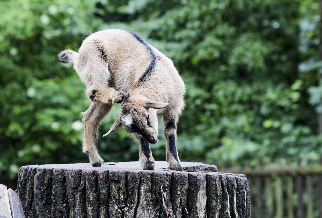 Lietuvos zoologijos sodo jaunikliai