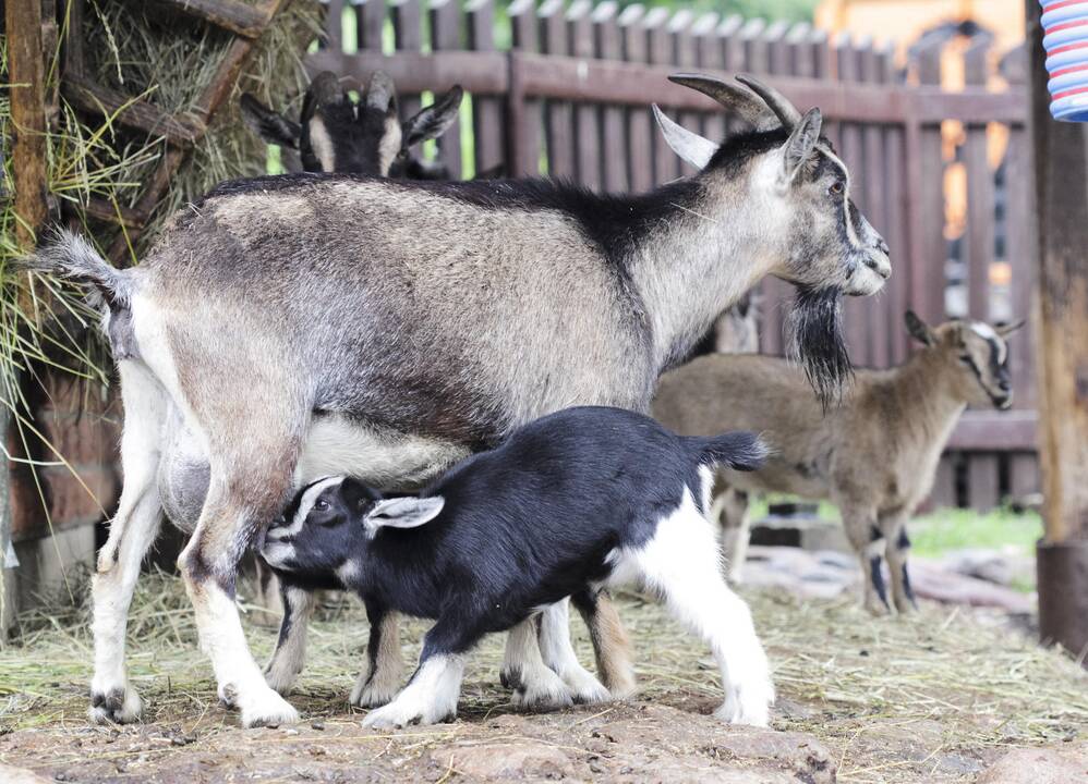 Lietuvos zoologijos sodo jaunikliai