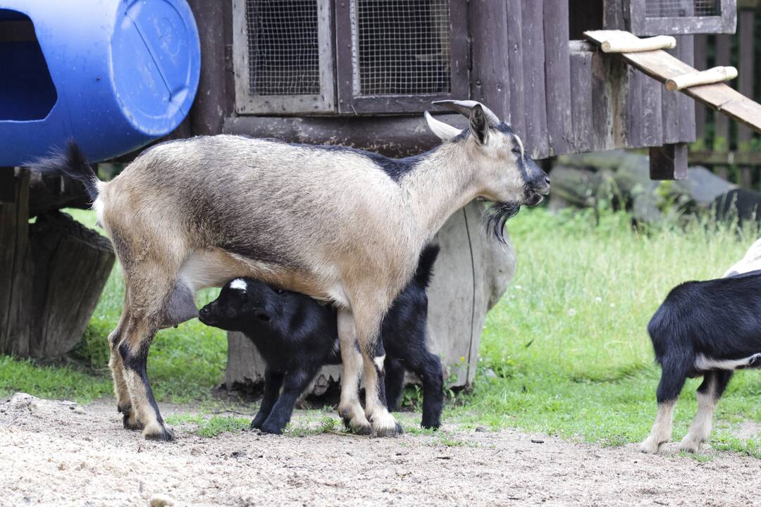 Lietuvos zoologijos sodo jaunikliai