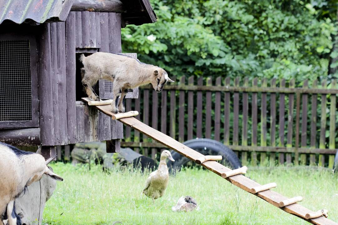 Lietuvos zoologijos sodo jaunikliai
