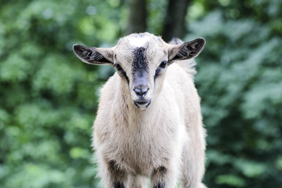 Lietuvos zoologijos sodo jaunikliai