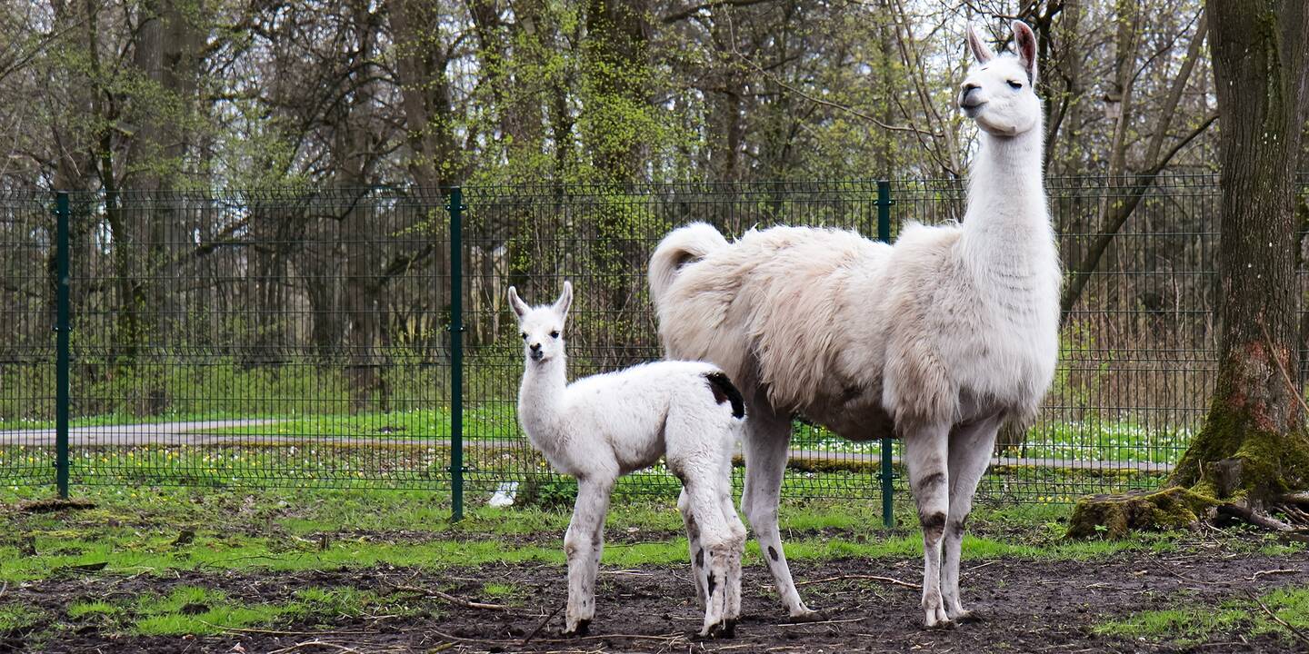 Lietuvos zoologijos sodo jaunikliai
