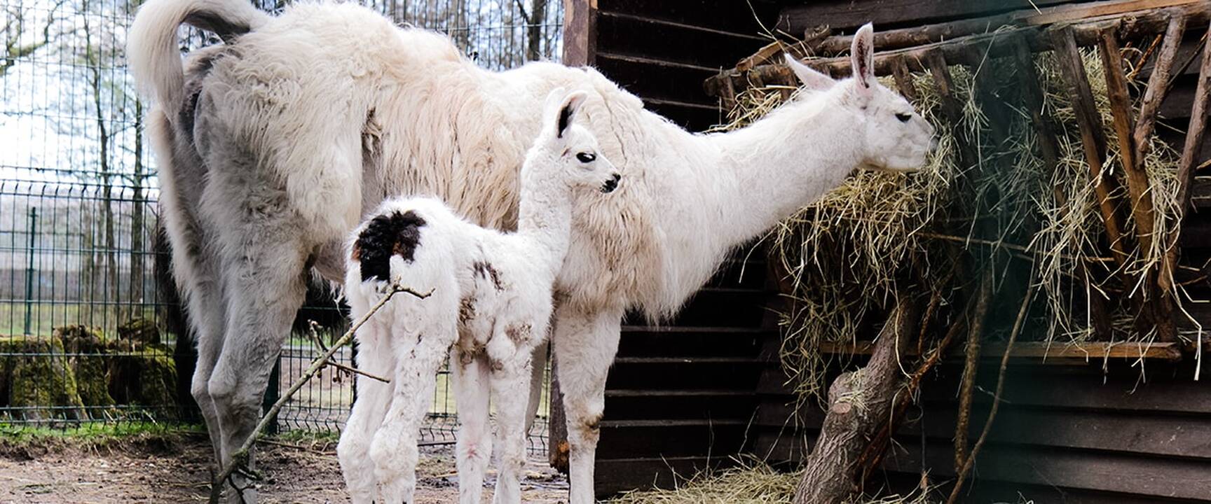 Lietuvos zoologijos sodo jaunikliai