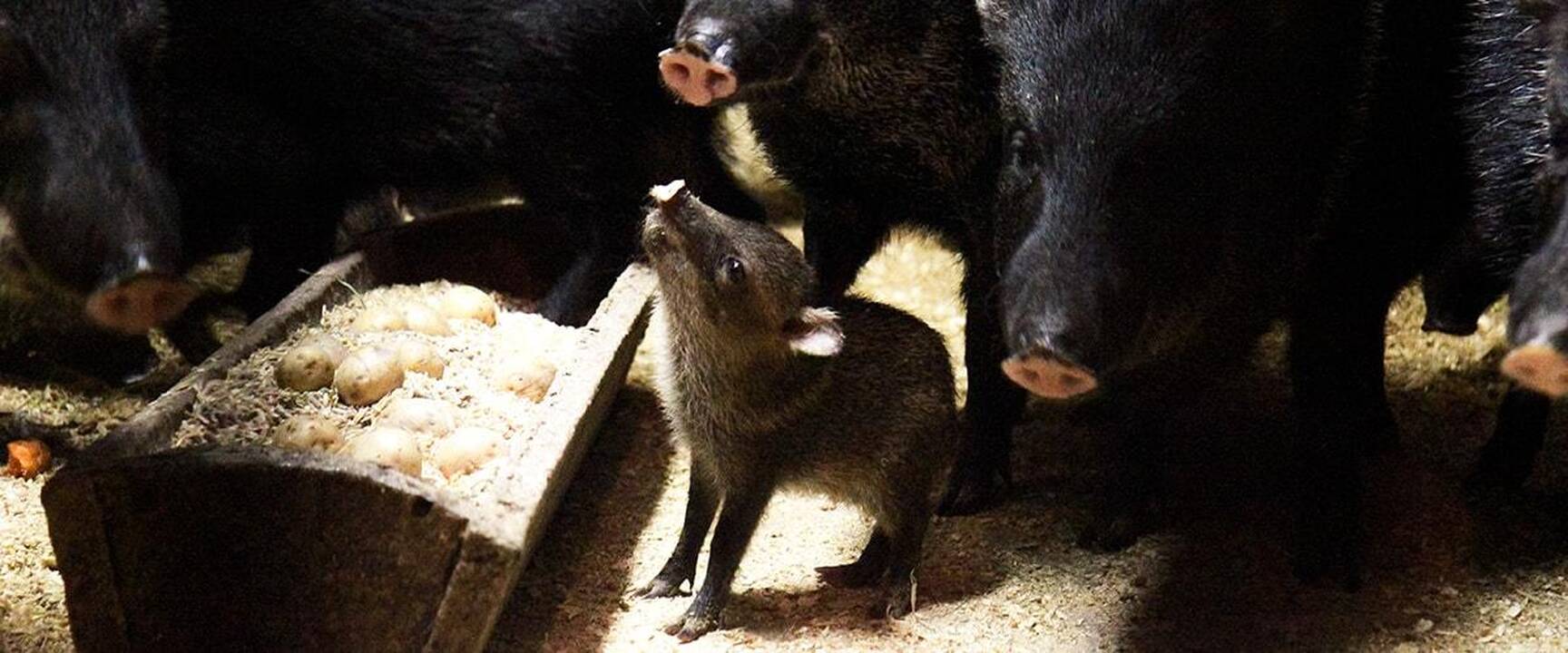 Lietuvos zoologijos sodo jaunikliai
