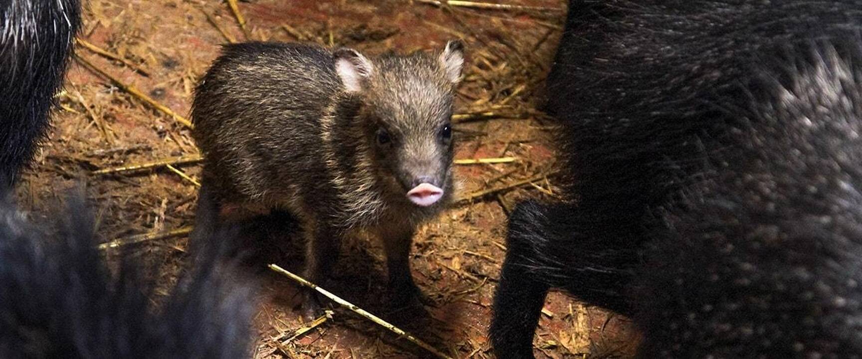 Lietuvos zoologijos sodo jaunikliai