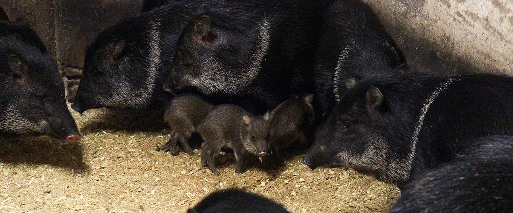 Lietuvos zoologijos sodo jaunikliai