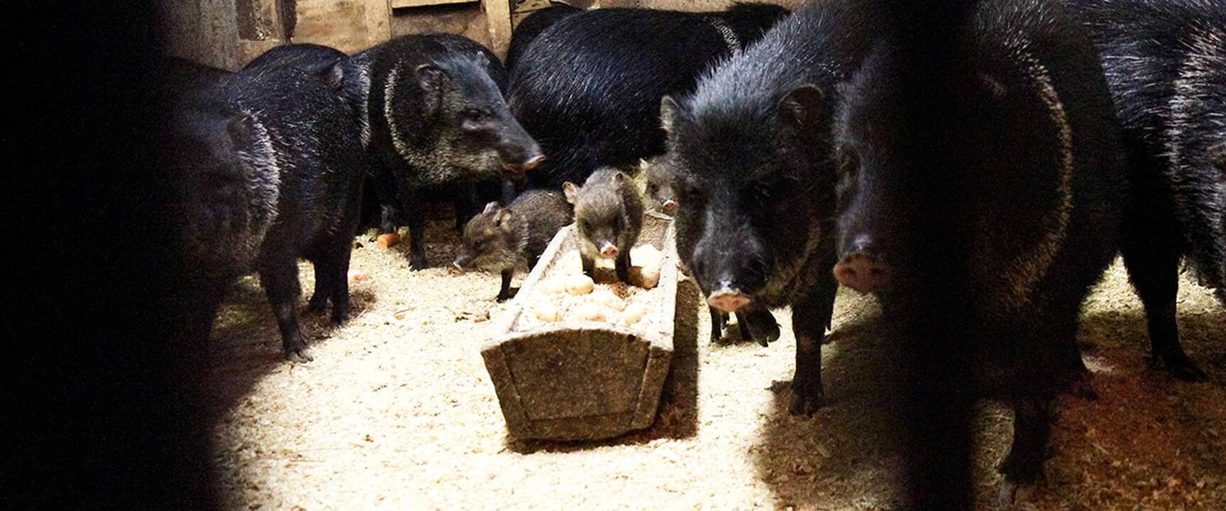 Lietuvos zoologijos sodo jaunikliai