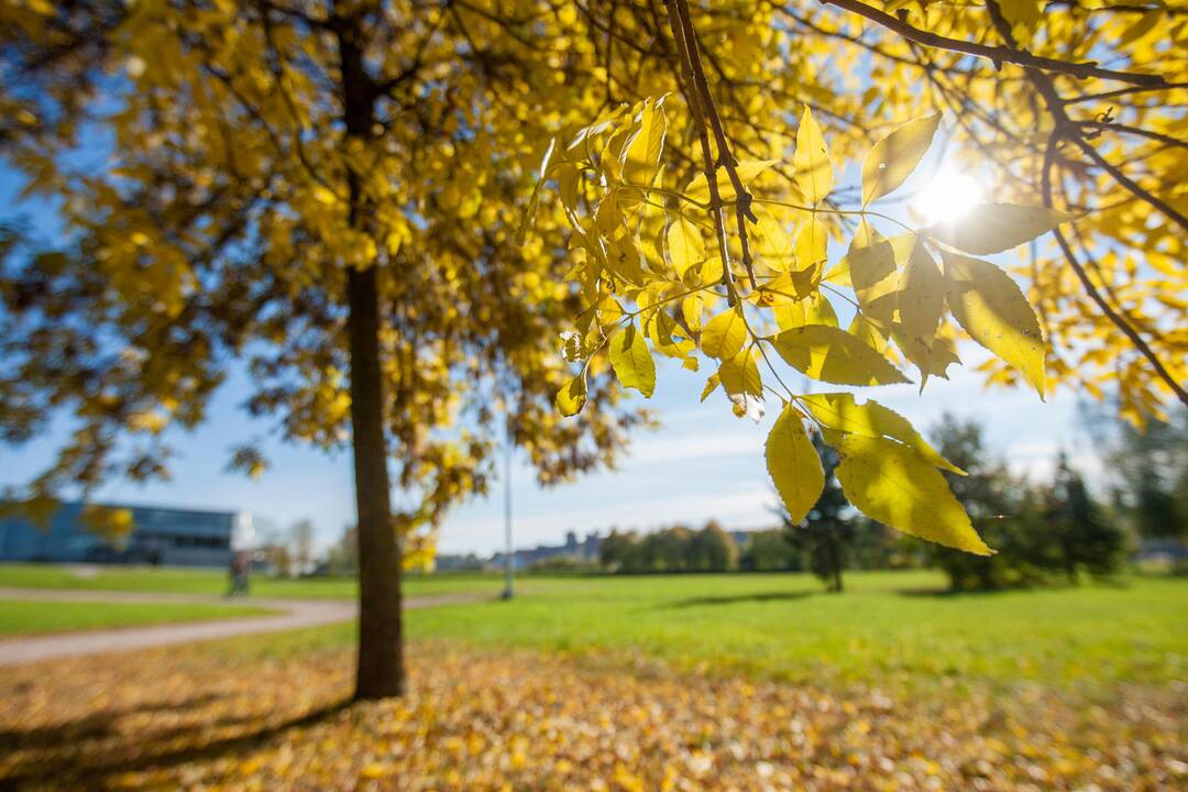 Saulėti orai leis džiaugtis rudens spalvomis
