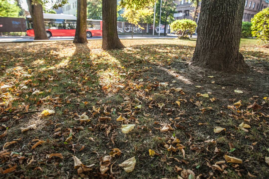 Rudens spalvos Kaune