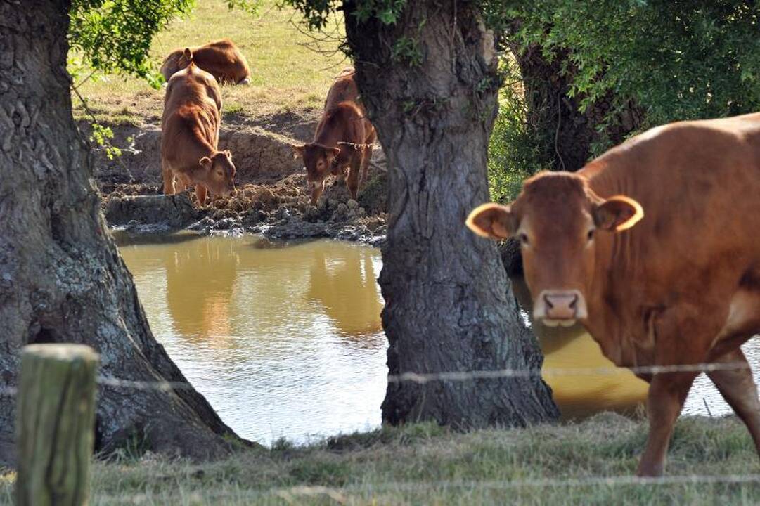 Vėl tiria, ar bausti perdirbėjus