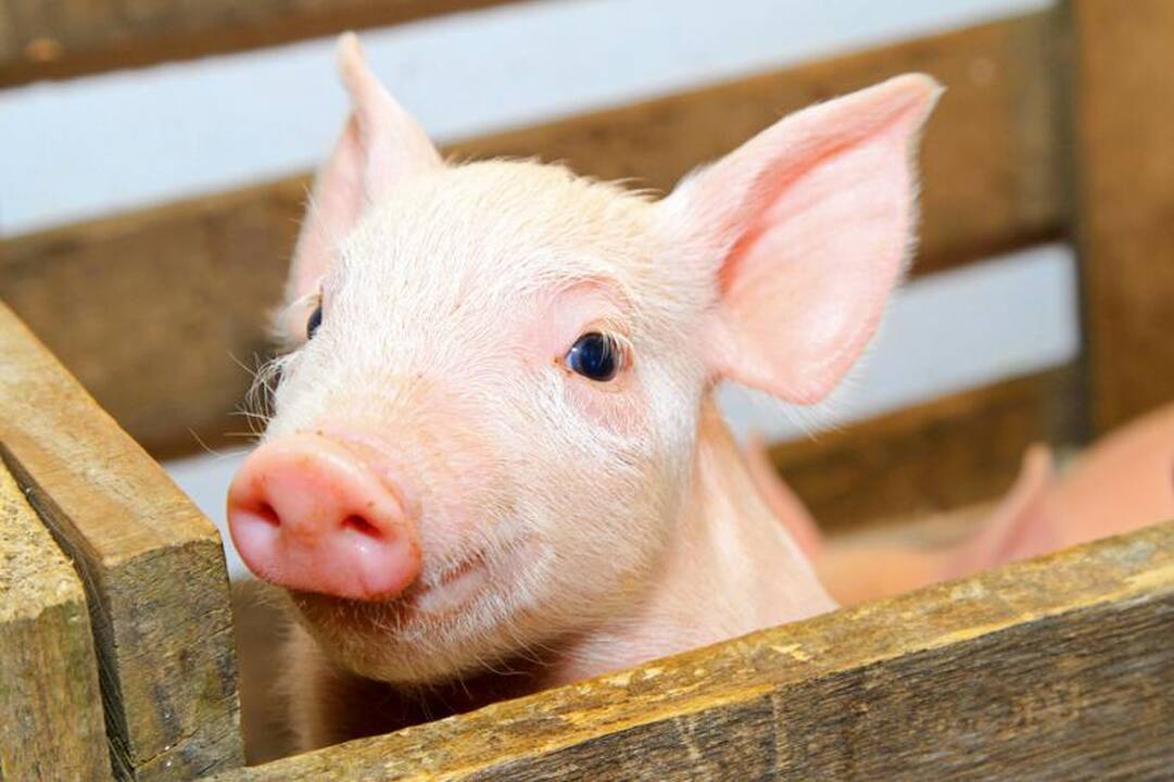 Teismas stabdo danų kiaulidžių veiklą Kalvarijos savivaldybėje 