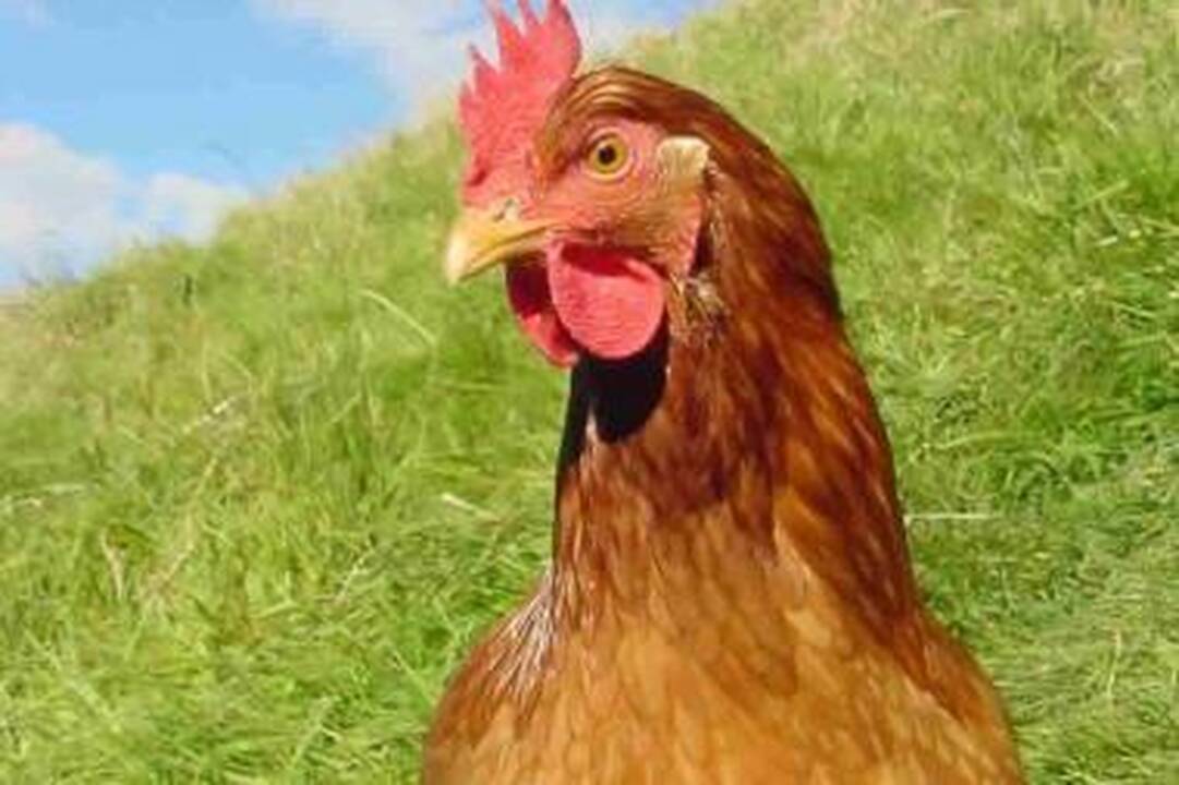 Lytį pakeitusi višta šokiravo savo šeimininkus