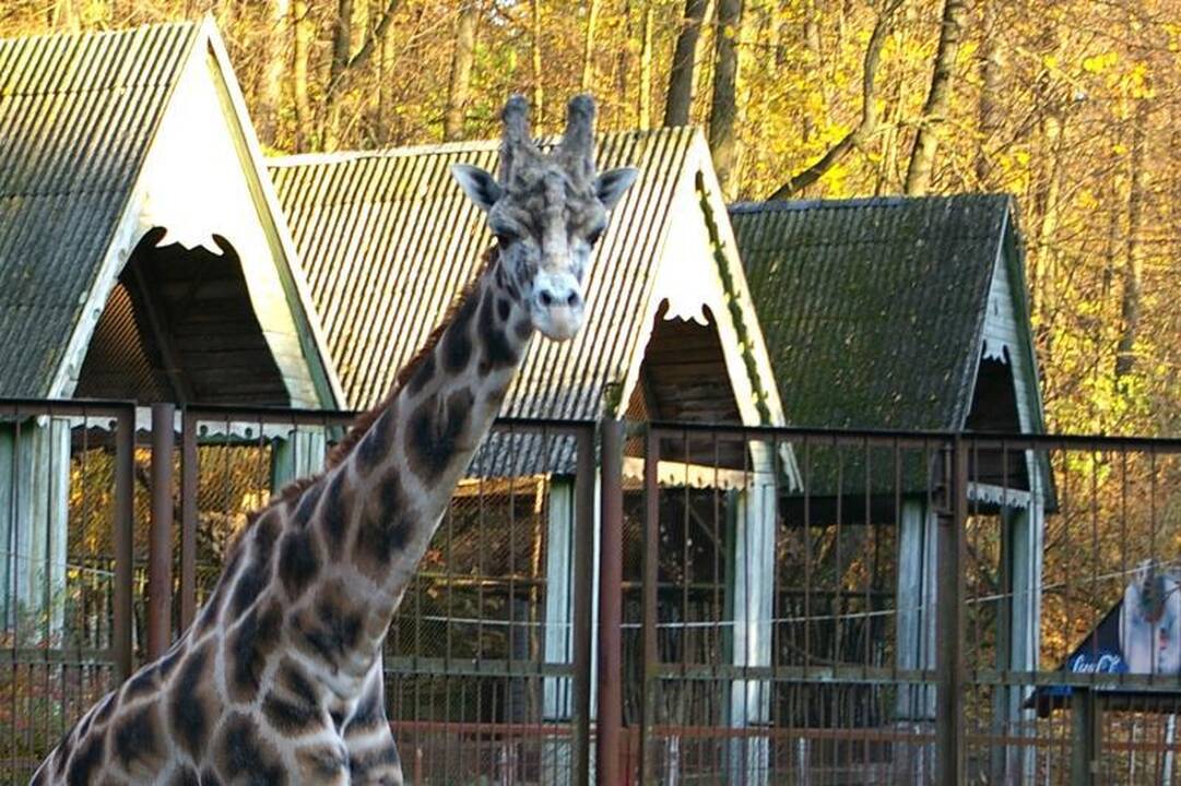 Ar Lietuvos zoologijos sode nešąla gyvūnai?