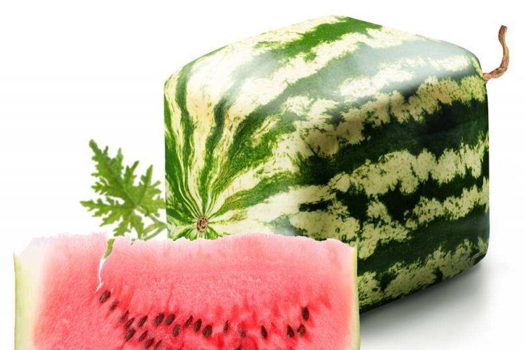 Kodėl japonai sugalvojo auginti kubo formos arbūzus?