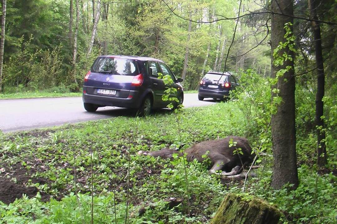 Kelyje į Girulius kelią pastojo briedis (papildyta)